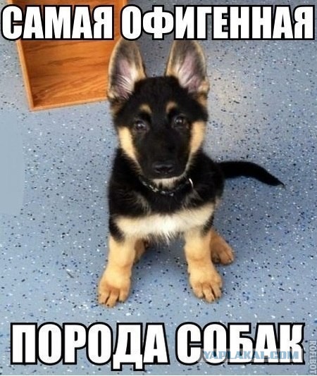 Собакочетверг! Имеем право- II