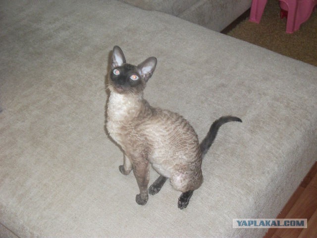 Котовторник 18.03.2014