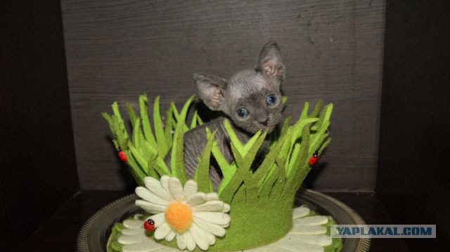 Котовторник 01.04.2014