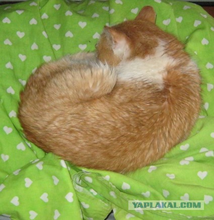 Котовторник 01.04.2014