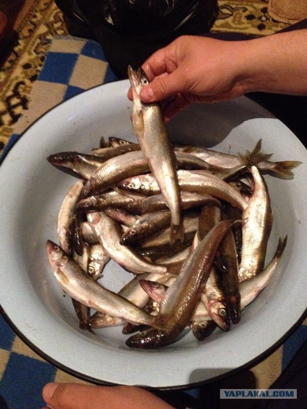 Праздник корюшки в Питере