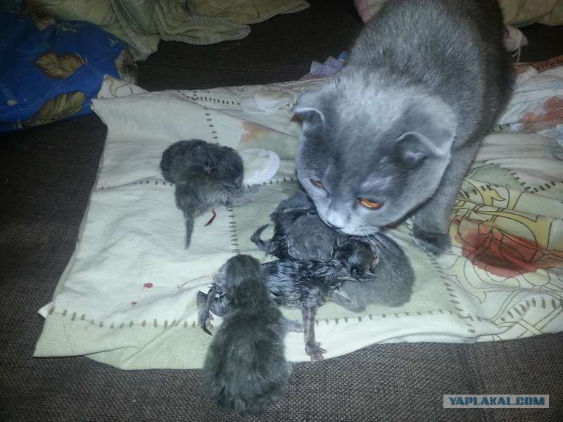 Кошка и котята после родов. Только рожденные котята. Новорожденные котята.