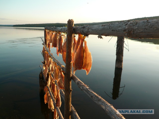 Две недели на Иовском водохранилище. Соколозеро.