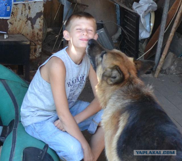У собак золотые сердца