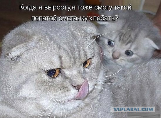 Котовторник 24.03.2015