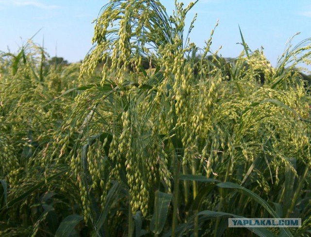 Как выглядят 19 популярных продукта