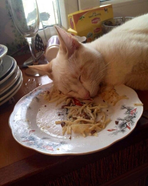 Покорми кота