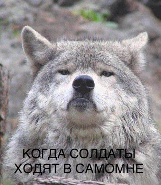 Придет серенький волчок