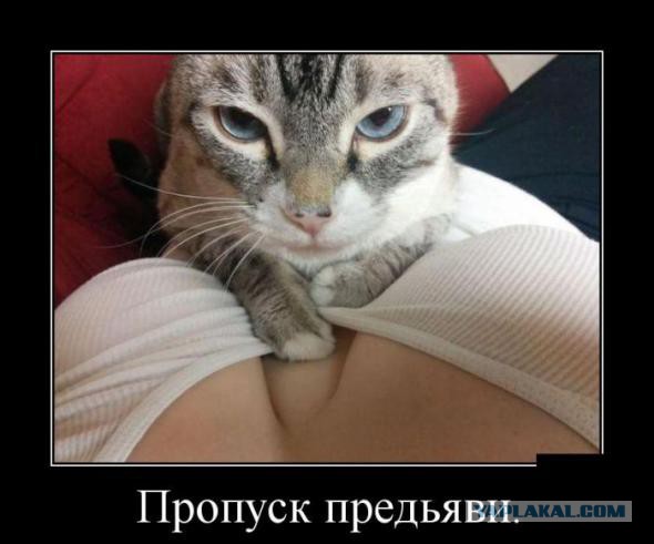 Будни кота