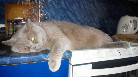Котовторник 06.10.2015