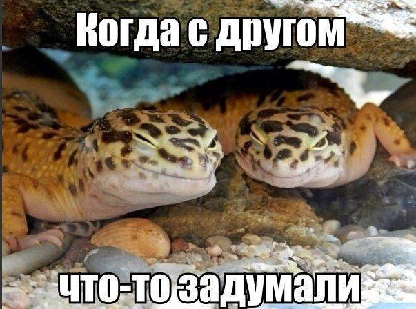 Полуголые студентки Ужгорода развлекали депутатов