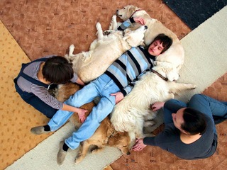 Этот огромный хаски старался быть невозмутимым