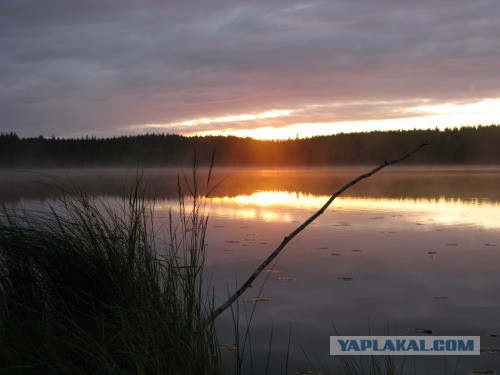 Веппский край, Южная тайга