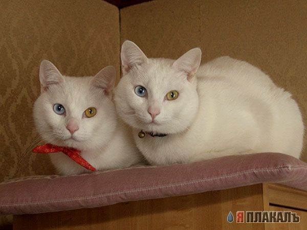 Коты, кошки, котята