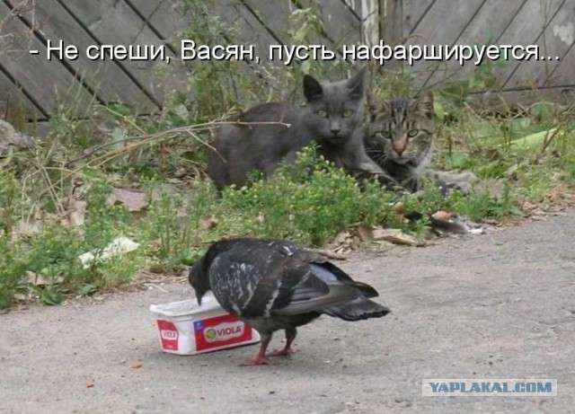 Выборка фотогеничных котэнов
