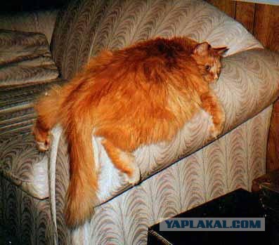 Ну, очень нервная кошка.