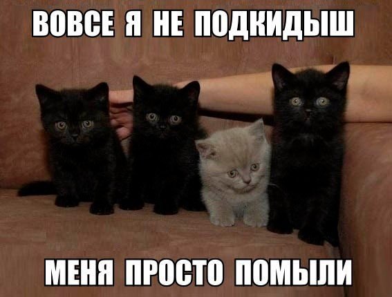 Мохнатые беспредельщики