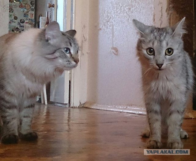 Котовторник 19.07.2016