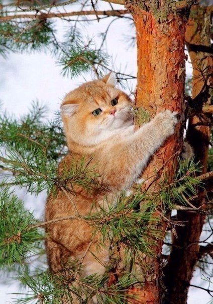 Прикольные животные