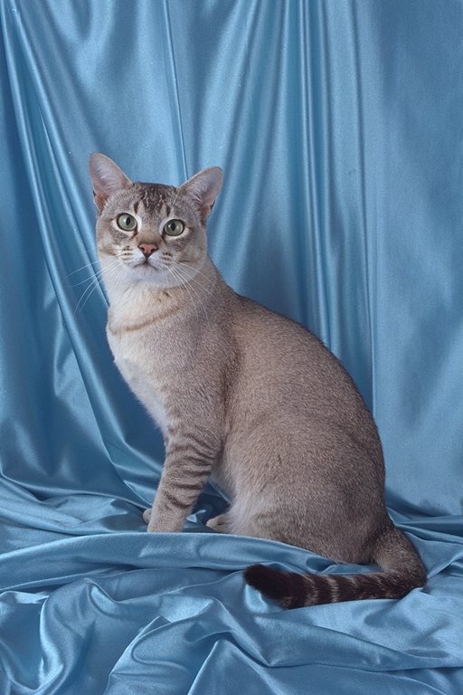 Коты из сети