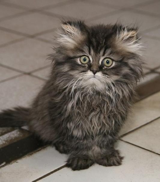 Коты из сети