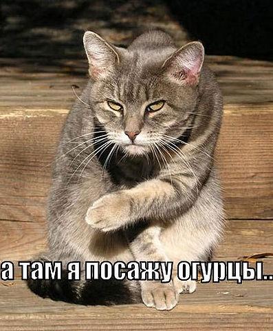 Коты из сети