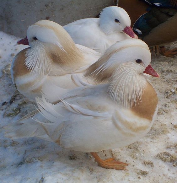 Самые смешные животные