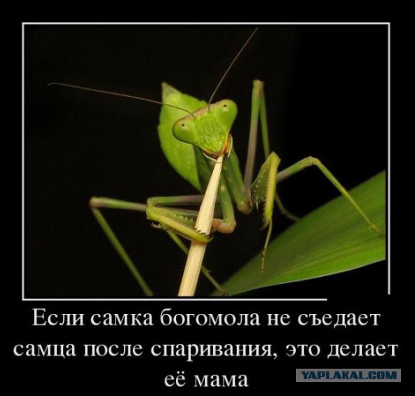 Не совсем светлый юмор