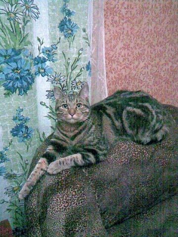 Коты из сети