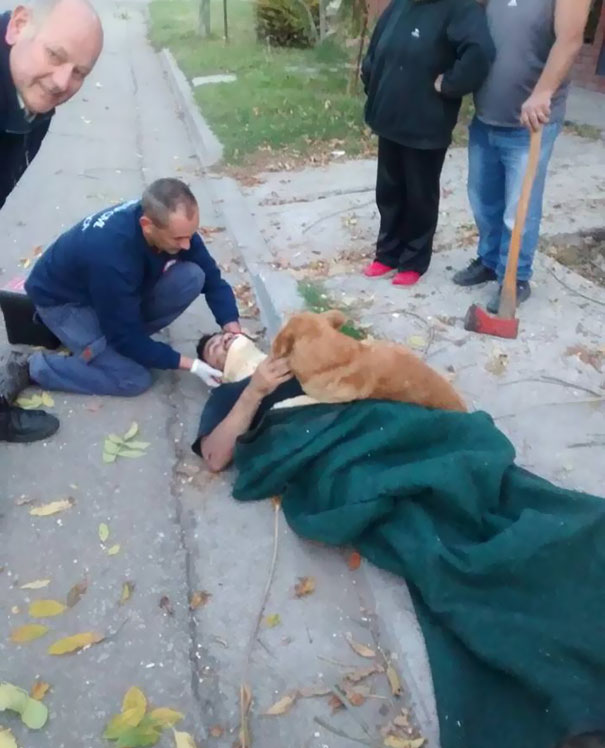 Собака обнимала рухнувшего с дерева хозяина в ожидании скорой