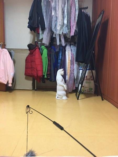 Коты и Кошки