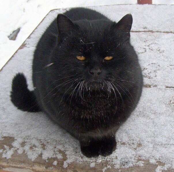 Коты и Кошки