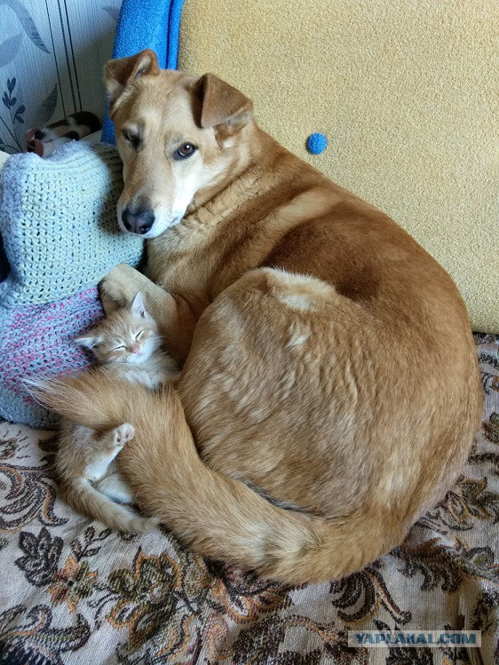 Котовторник ждали? А вот и он!