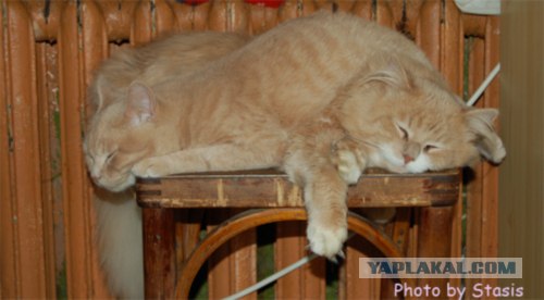 Ура, котовторник! (01.07.2008)