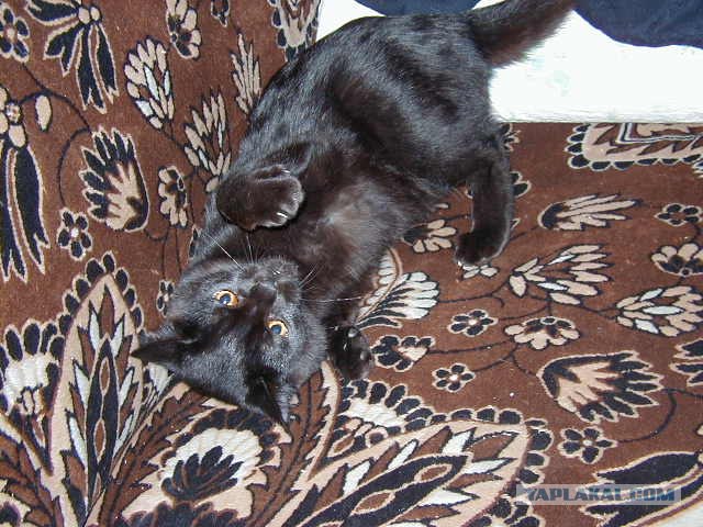 Внимание! На ЯПе КОТОВТОРНИК. 23.09.08.