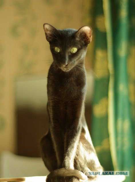 Коты на вторник на ЯПлакалъ (07.10.2008)
