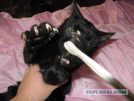 Кот Кузя