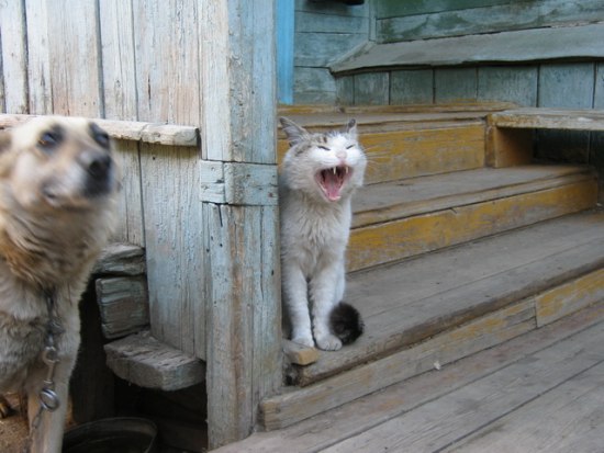Котовторник!