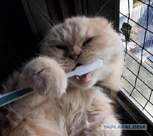 Котовторник, для любителей кошек