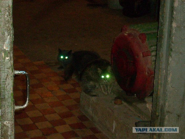 Ну и где ваш котовторник?