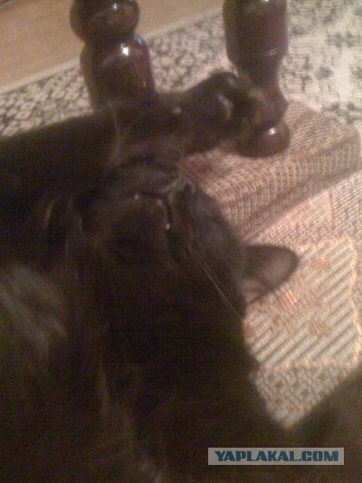 Котовторник (31.01.2012)