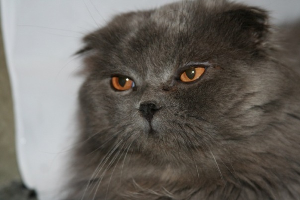 Котовторник! 13.03.2012