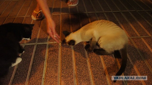 Котовторник 1 мая 2012