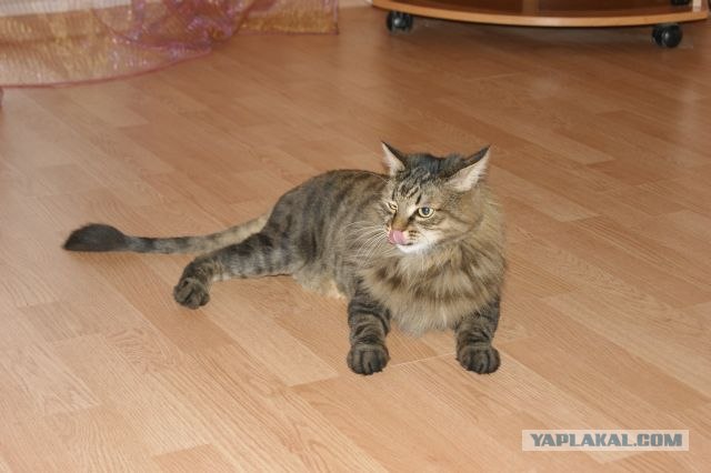 Котовторник  12. 06. 2012