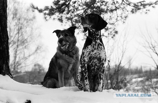 Собакочетверг