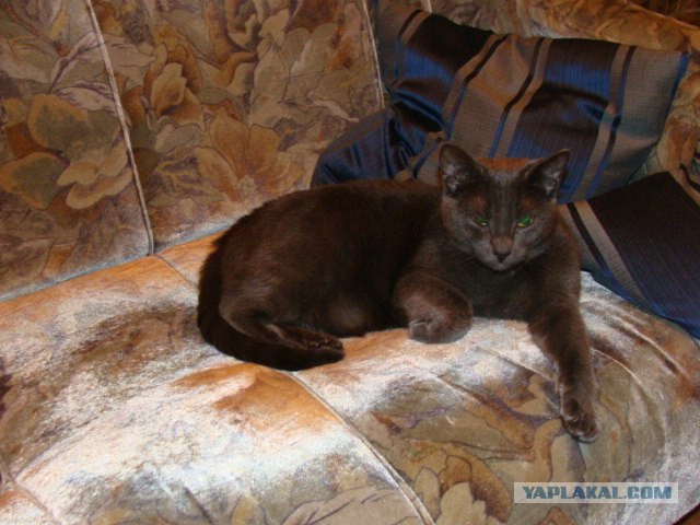 Котовторник 11.09.2012