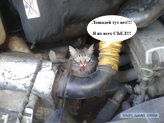 Капот закрыл! Быстро!