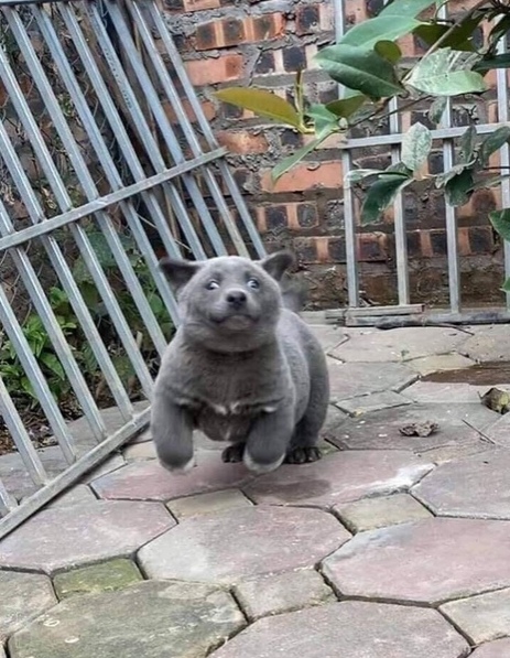 Забавные животные