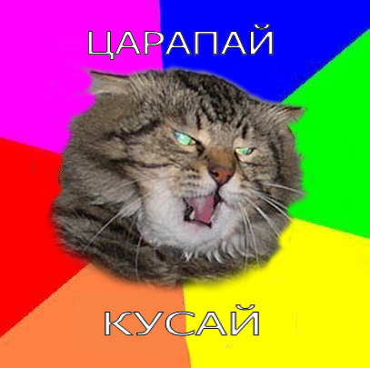 Злой кот