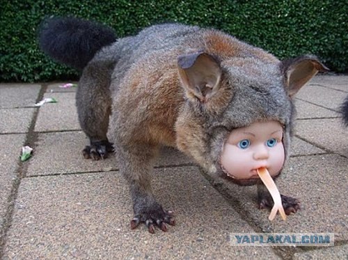 Таксидермия + наркомания